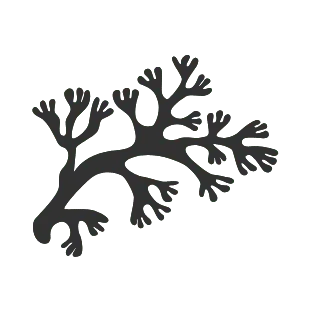 moss and algae removal